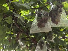 -马陆小张葡萄园农家乐