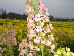 -三圣花乡旅游区