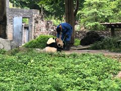 -都江堰中华大熊猫苑