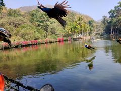 -西双版纳原始森林公园