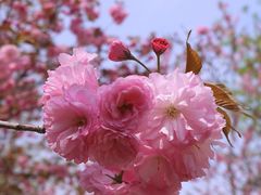 -桃花堤公园