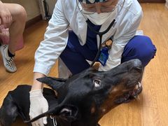 -北京观赏动物医院·24小时大型综合·猫专科·异宠专科
