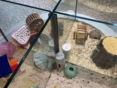 -momokira米努特·德文卷毛猫·棉花面纱犬