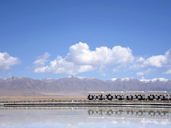 -青海茶卡盐湖文化旅游发展股份有限公司