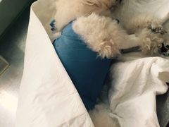 -康旭宠物医院(郑州总院)