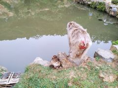 -岚山猴子公园