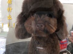 -BABYDOG宝贝狗宠物乐园(欧洲城店)