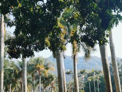-深圳仙湖植物园