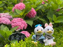 -上海共青森林公园