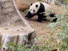 -广州动物园