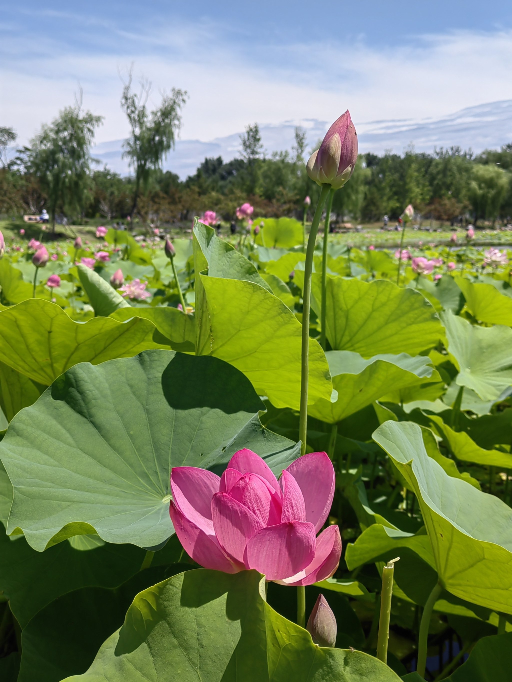 雨后一亩园荷花绽放
