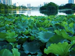 -南宁南湖公园