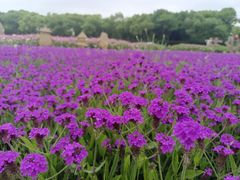 -嘉北郊野公园