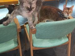 -猫色咖啡·猫咖