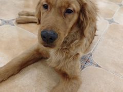 -Let's go狗咖·猫咖·奶狗·桌游(春熙路IFS店)