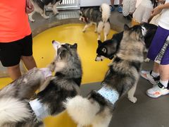 -Husky Go! 哈士奇体验馆·宠物咖啡厅狗咖