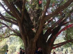-千年银杏谷文化旅游区