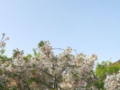 -西安乐游原