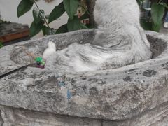 -喵屿·大理花园猫咖