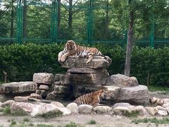 -上海野生动物园