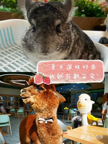 夏日来和小动物一起玩耍吧~