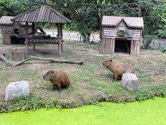 -上海野生动物园