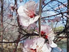-桃花堤公园