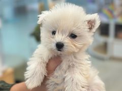 -翊宠yipet猫狗购宠庄园犬舍•猫舍