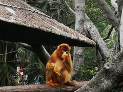 -深圳野生动物园