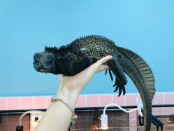 -Moni星球萌宠·小马宝莉·灵蛇·高端高阶全萌宠互动体验俱乐部(红豆国际广场店)