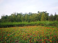 -永定河休闲森林公园