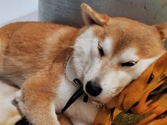 -柴务处·柴犬主题狗咖