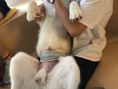 -Husky Go! 哈士奇体验馆·宠物咖啡厅狗咖