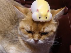 -猫小院猫主题餐厅(三里屯店)