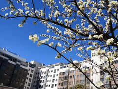 -墨尔本皇家植物园