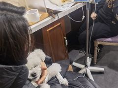 -宠爱国际动物医院· 猫科· 外科·中兽医(长白店)