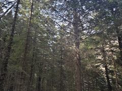 -黄龙山原始森林景区