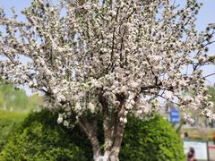 -海棠花溪(元大都城垣遗址公园)