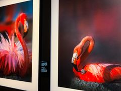 -罗红摄影艺术馆