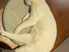 -有猫主题·治愈系猫咖(曾厝垵店)