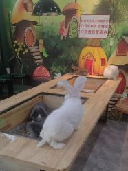 -神奇动物撸宠馆·羊驼·小浣熊·异宠(豫园店)