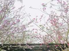 -小洲村