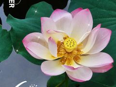 -四川大学(华西校区)