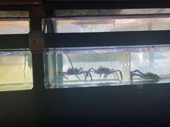 -蟹后Crabber(水悦城店)