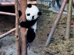 -成都大熊猫繁育研究基地