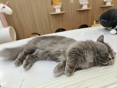 -COLOR PETS 撸猫馆·购猫·猫咖(长风大悦城店)