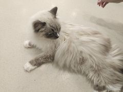 -共舞时光猫咖·狗咖(新街口店)