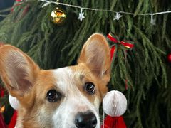 -北崖BAYARD(沙子口店)