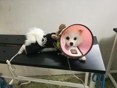 -成都民大动物医院