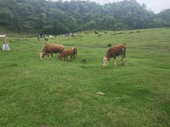 -山王坪喀斯特国家生态公园